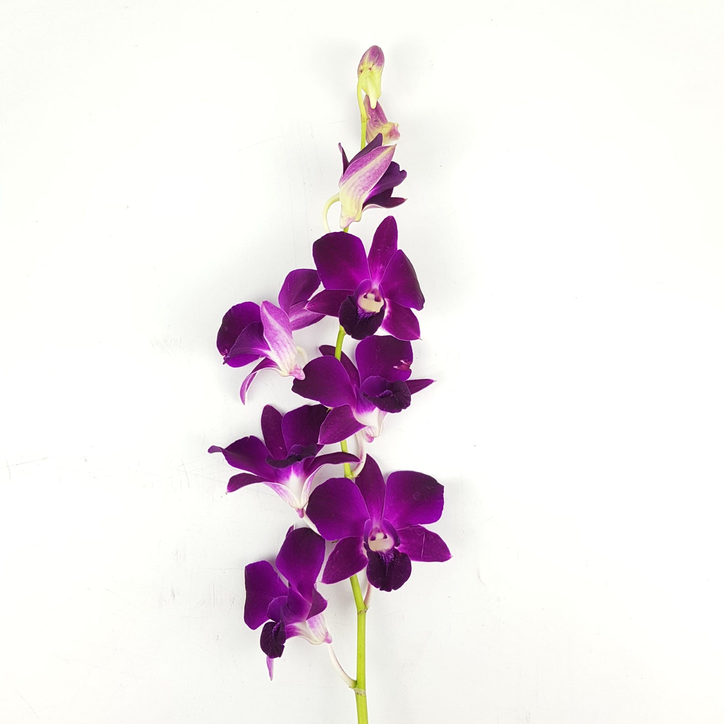 Orchid - Dark Purple (5 Stems)