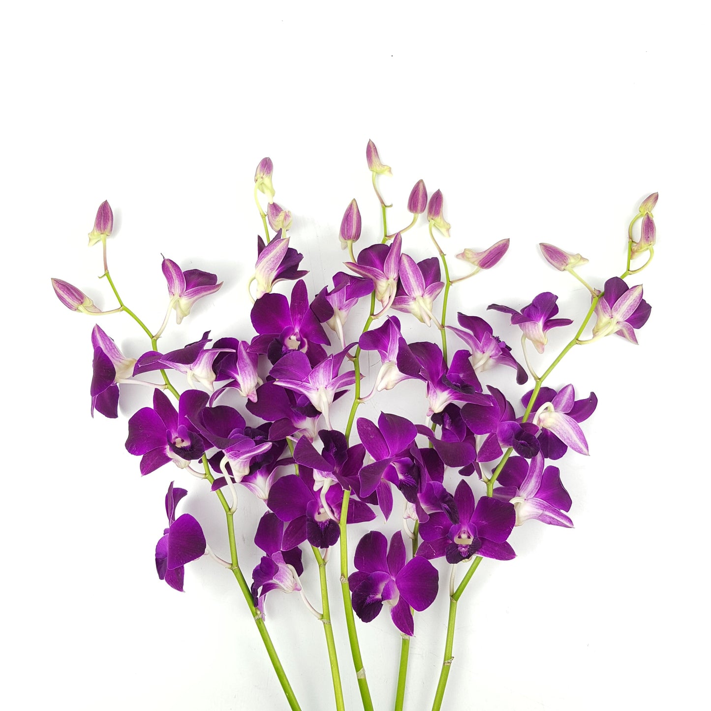 Orchid - Dark Purple (5 Stems)