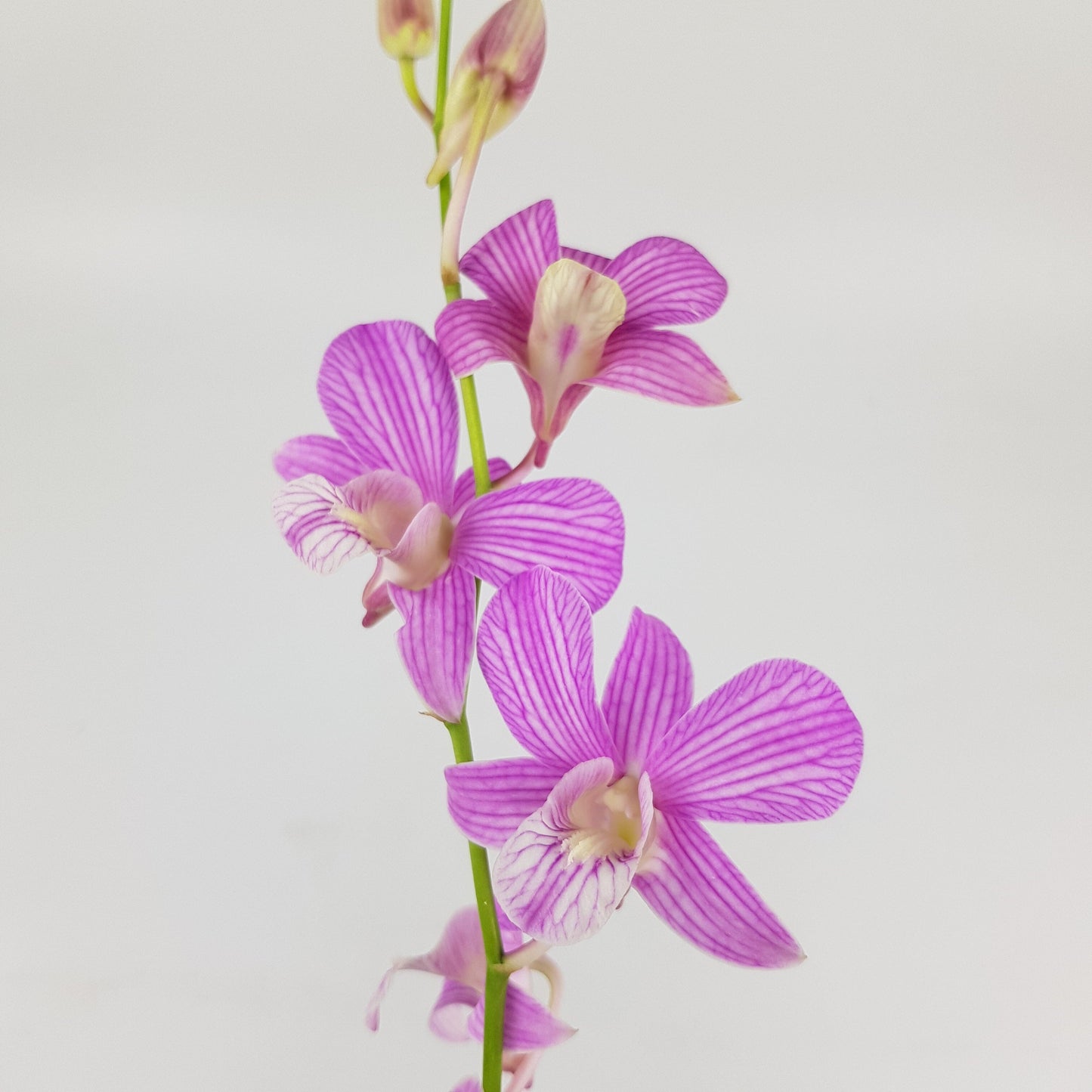 Orchid - Purple (5 Stems)