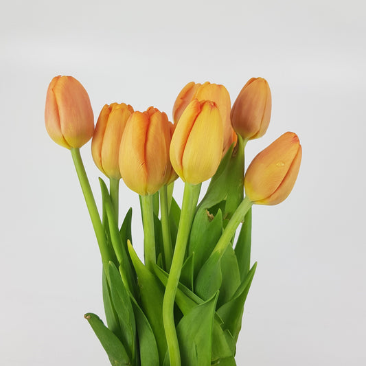 Tulip - Orange