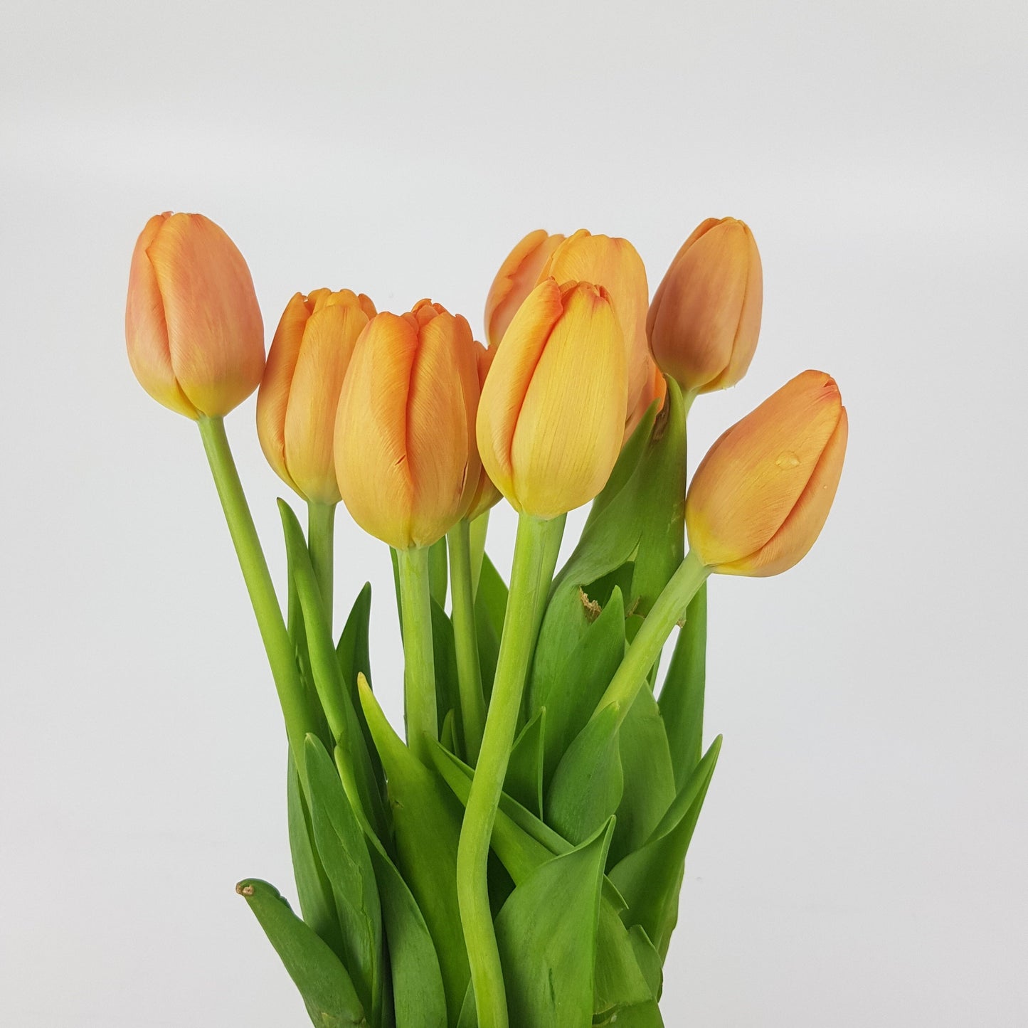 [Fully Bloom] Tulip - Orange