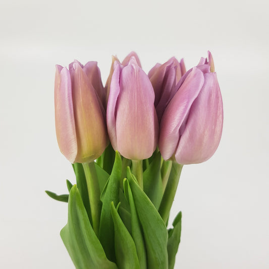 Tulip - Lilac