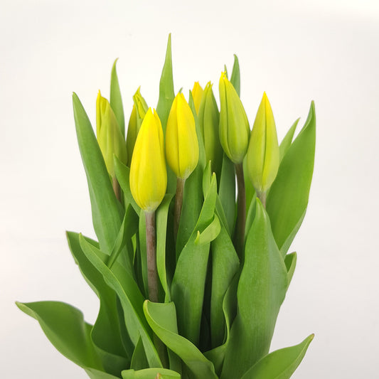 Tulip - Yellow