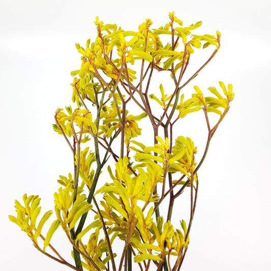 Kangaroo Paws/Anigozanthos  - Yellow