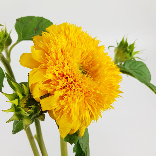 Helianthus Sunflower - Teddy Bear ( 5 Stems )