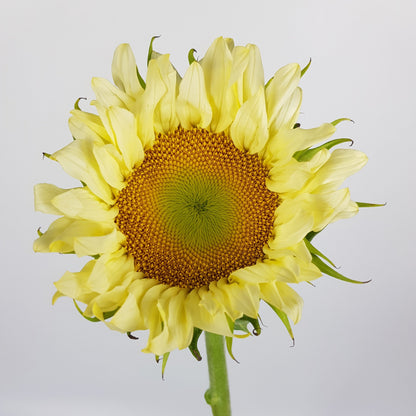 Helianthus Sunflower - Pale Yellow ( 5 Stems )