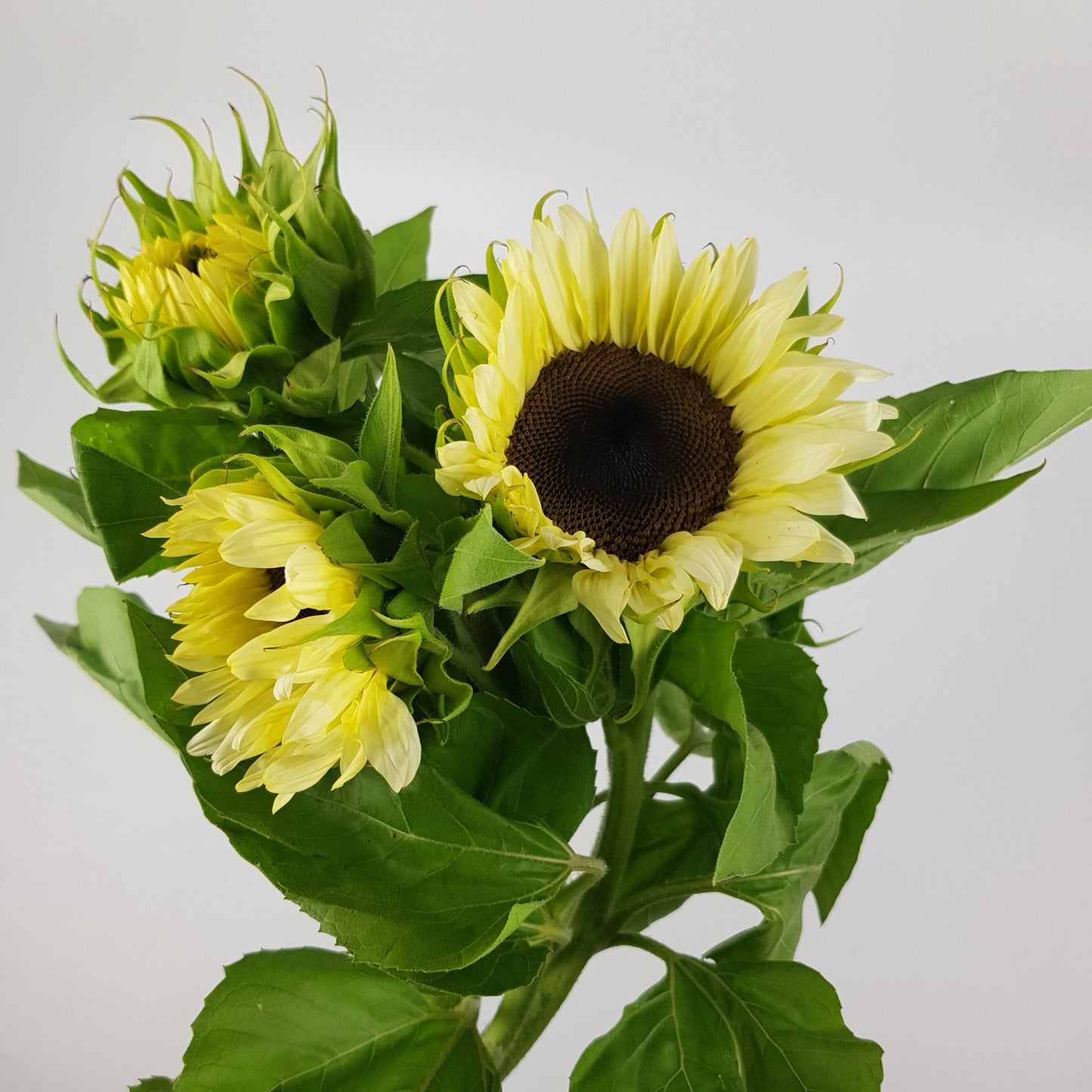 Sunflower - Pale Yellow