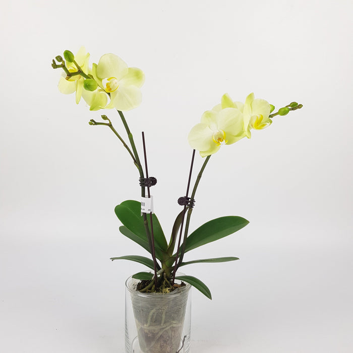 Phalaenopsis Mini Double Stem (Imported)