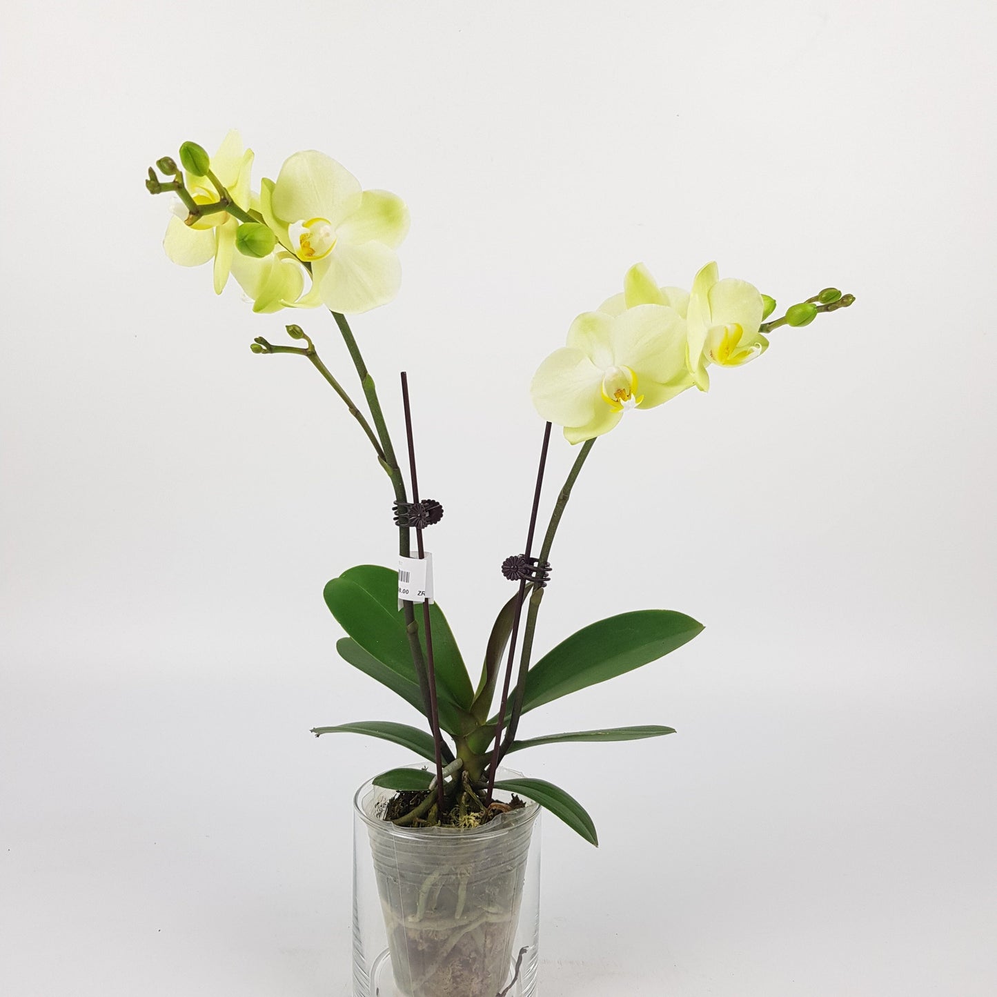 Phalaenopsis Mini Double Stem - Light Yellow (Without Pot)