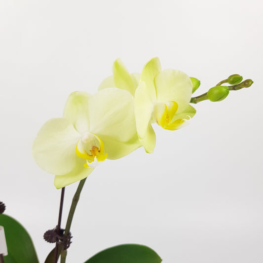 Phalaenopsis Mini Double Stem - Light Yellow (Without Pot)