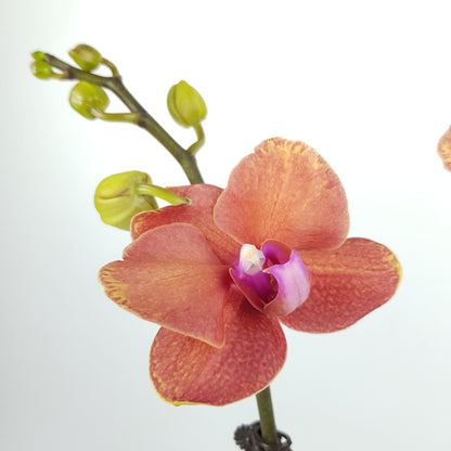 Phalaenopsis Double Stem (Imported)