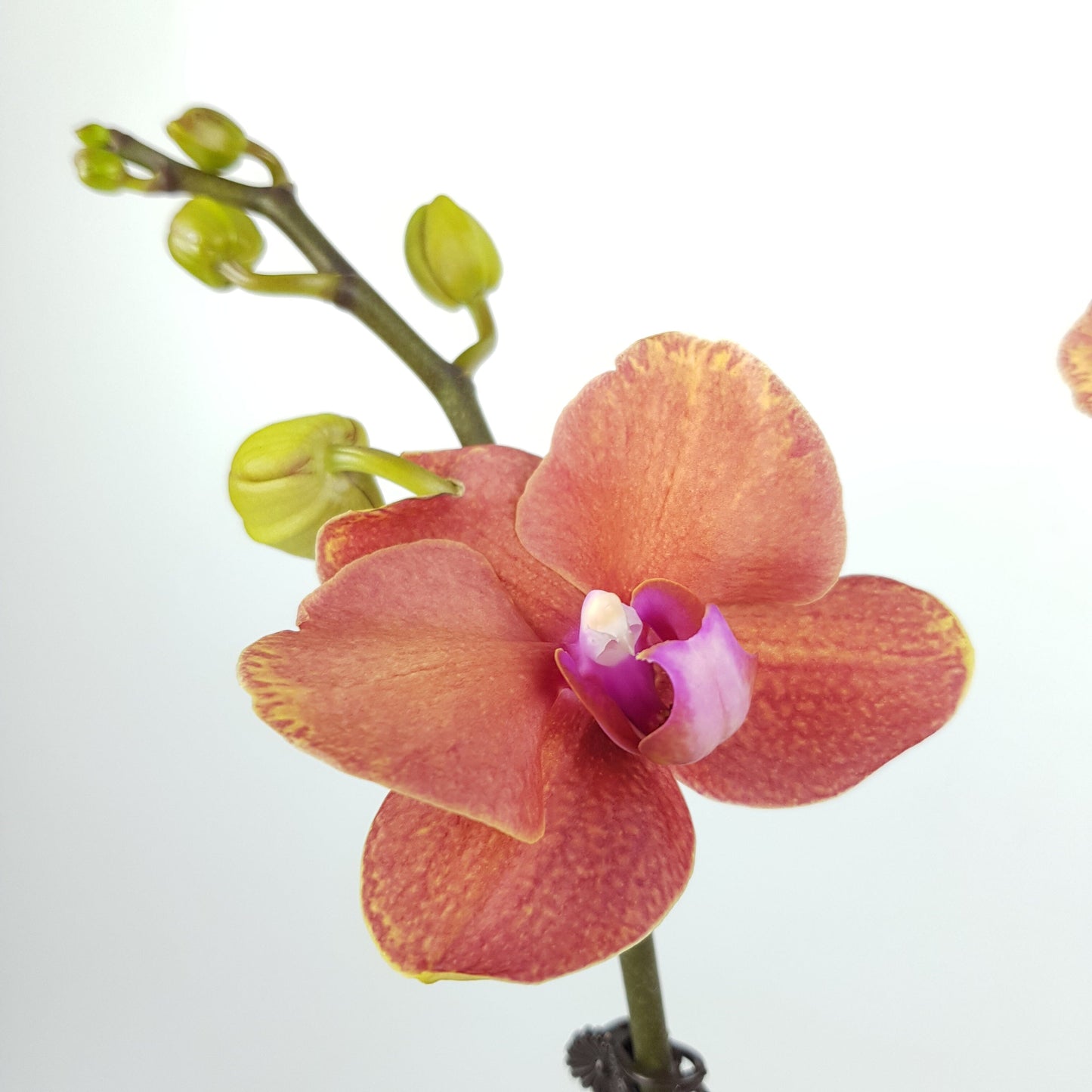 Phalaenopsis Double Stem - Brown (Without Pot)