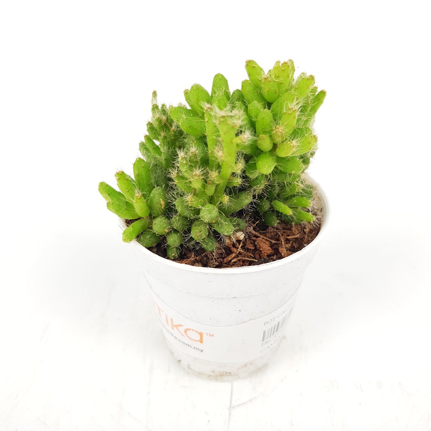 Succulent (Small)