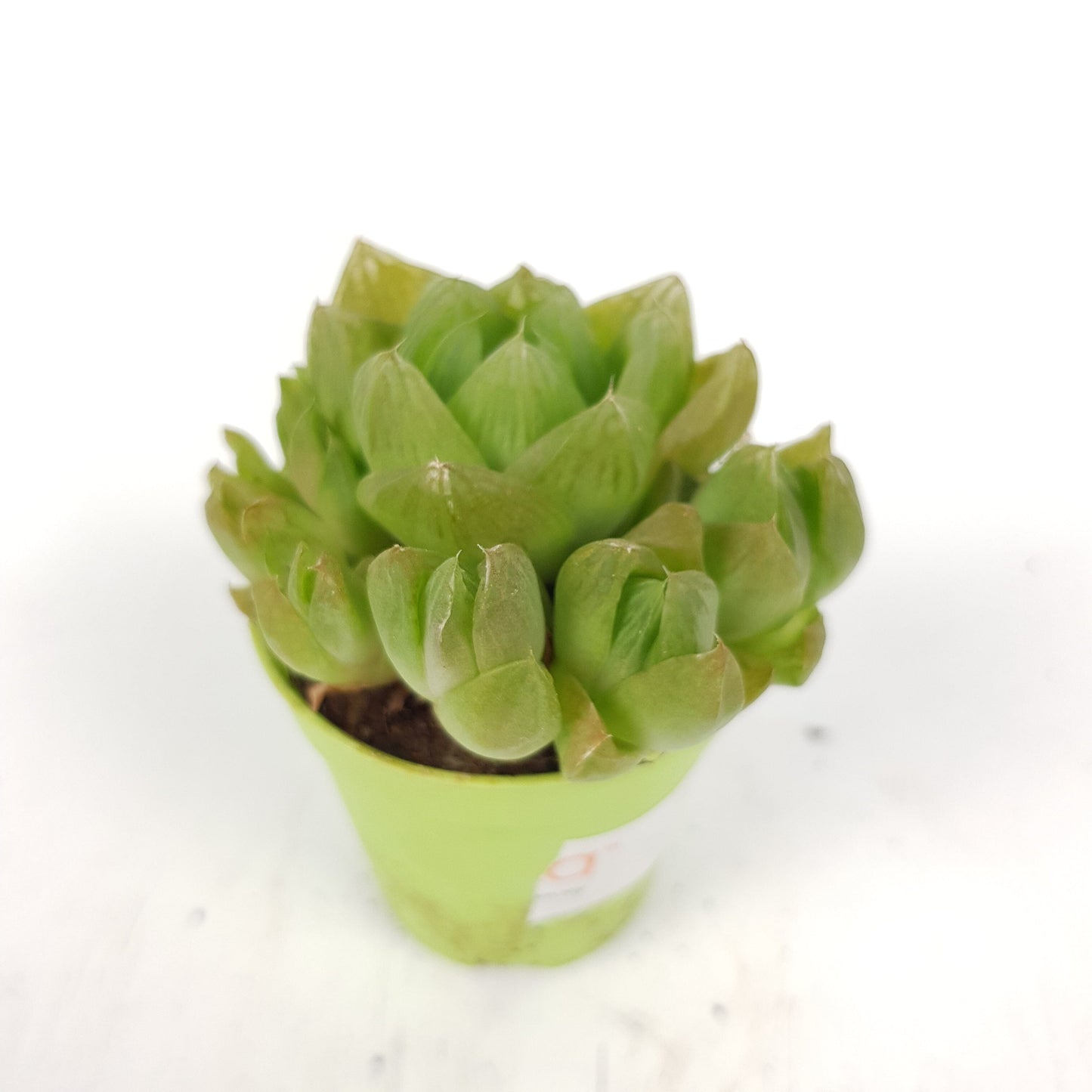 Succulent (Small)