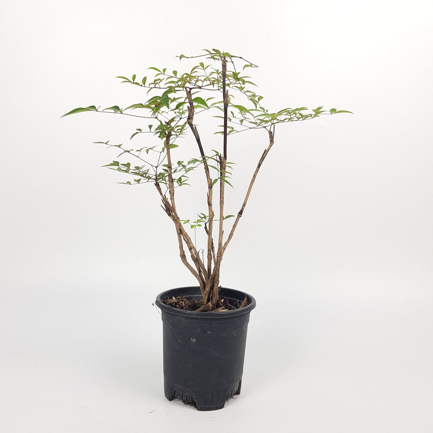 Nandina Domestica Bonsai P120