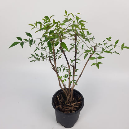 Nandina Domestica Bonsai P120