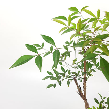 Nandina Domestica Bonsai P120