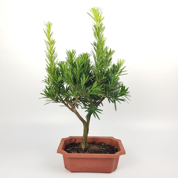 Podocarpus Ball Bonsai - 25cm