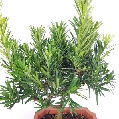 Podocarpus Ball Bonsai - 25cm