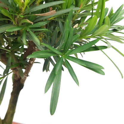 Podocarpus Ball Bonsai - 25cm