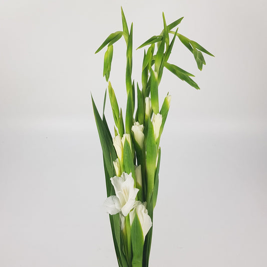 Gladioulus  - White