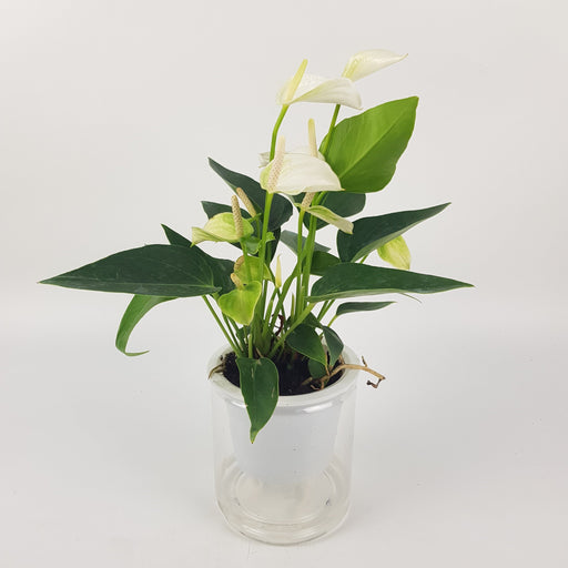 Anthurium P110 (Hydroponic Pot)