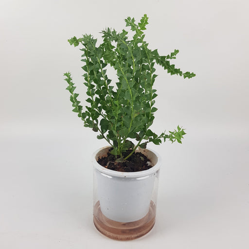 Eucalyptus P120 (Hydroponic Pot)