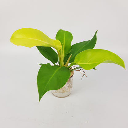 Philodendron Imperial Gold P110 (Hydroponic Pot)