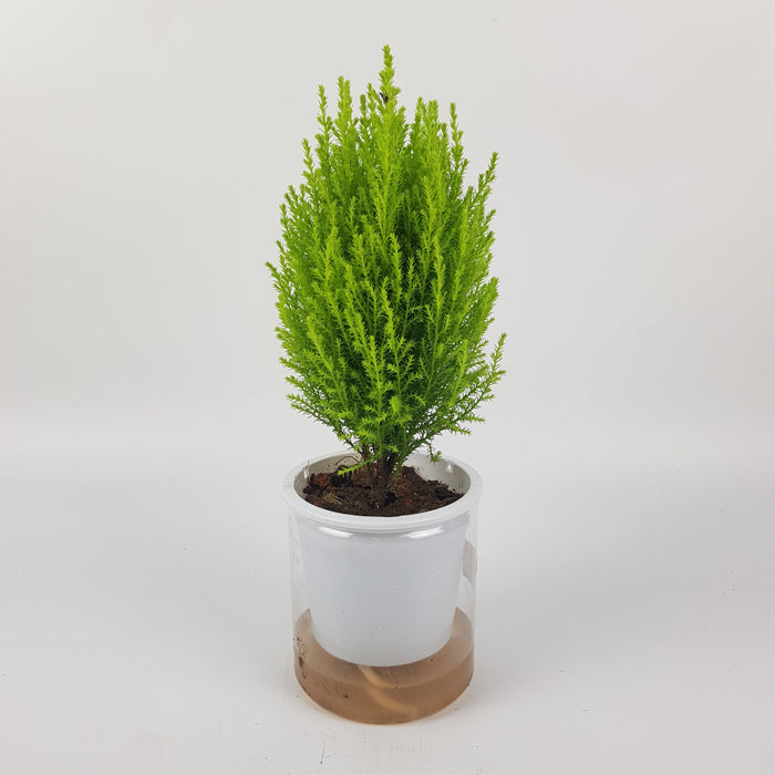 Cupressus P120 (Hydroponic Pot)