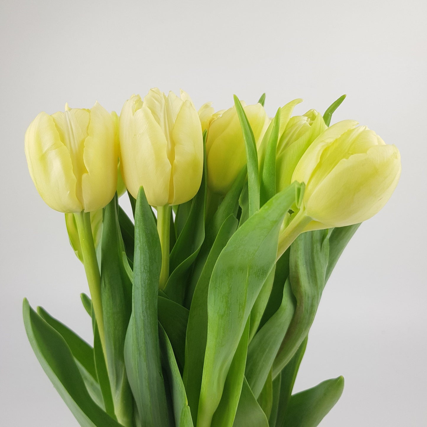 Tulip Double - Light Yellow