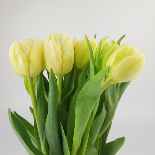 Tulip Double Petal (Imported) - Light Yellow