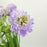 Scabiosa Atropurpurea/Sweet Scabiousa (Imported) - Light Purple