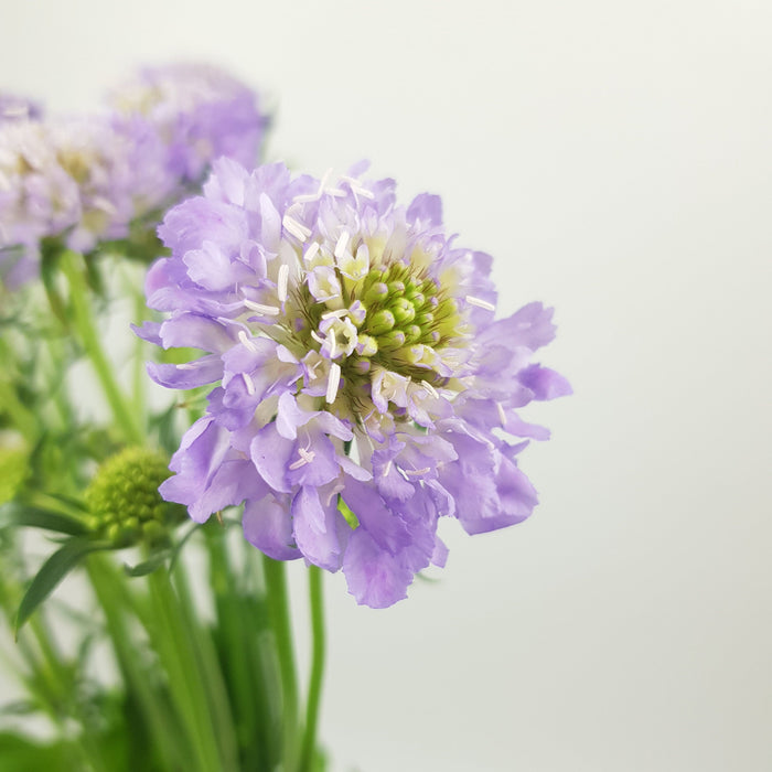 Scabiosa Atropurpurea/Sweet Scabiousa (Imported) - Light Purple