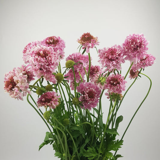 Scabiosa Atropurpurea/Sweet Scabiousa - Pink