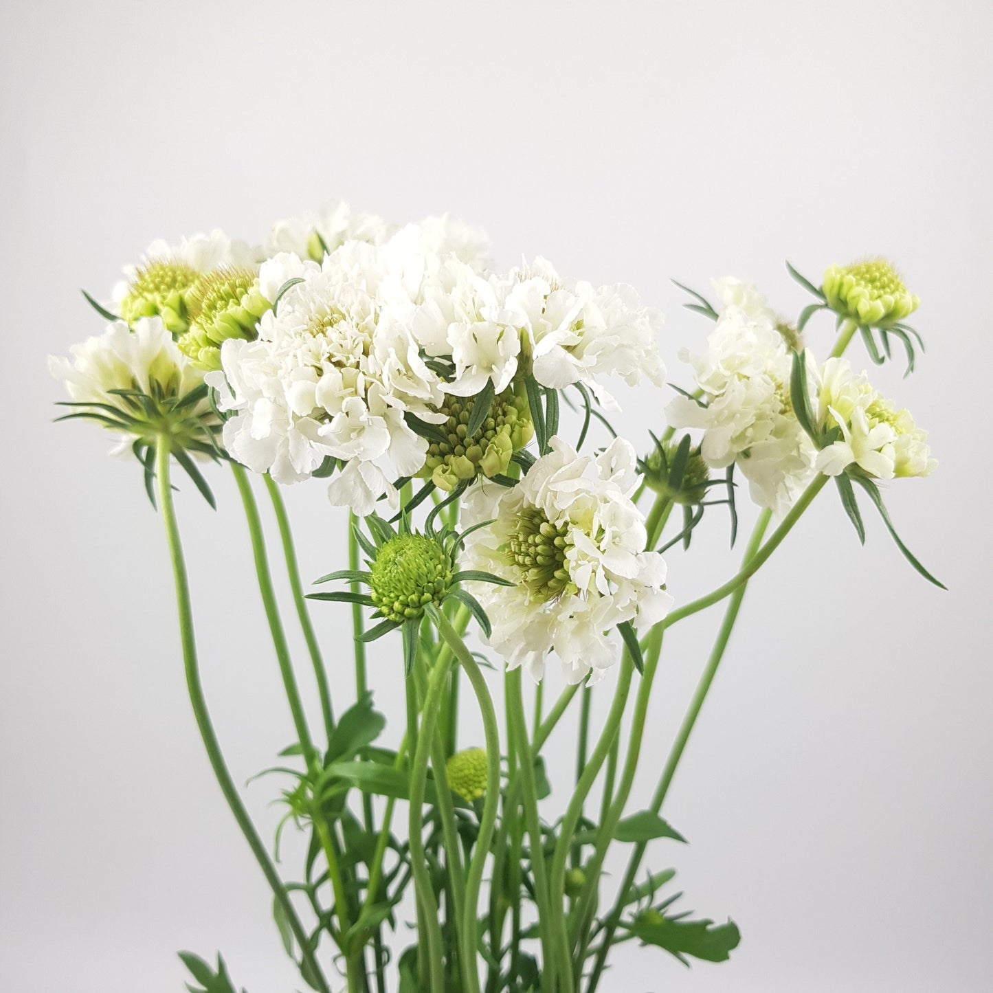 Scabiosa Atropurpurea/Sweet Scabiousa - White