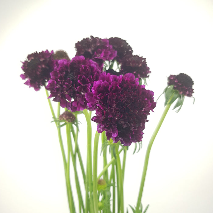 Scabiosa Atropurpurea/Sweet Scabiousa (Imported) - Dark Purple