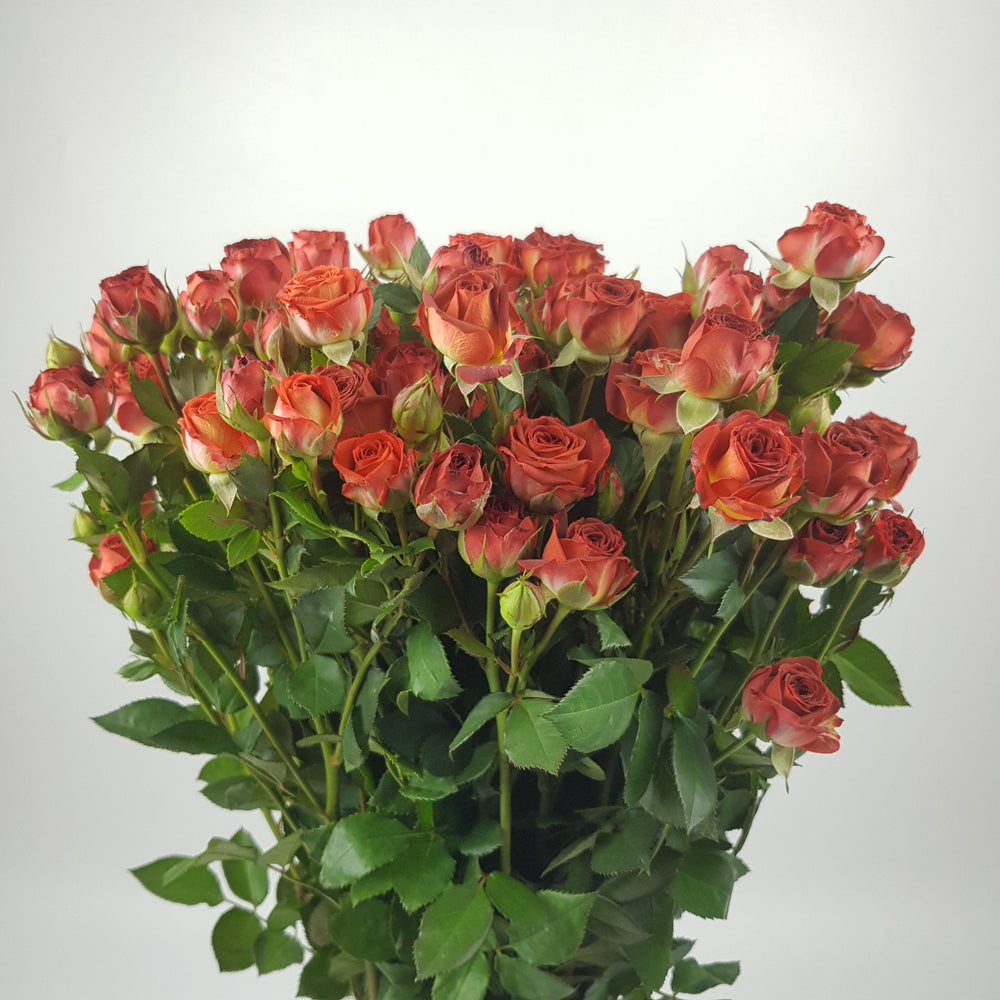 Spray Rose (Imported) - Brown