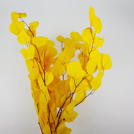 Preserved Eucalyptus Populus - Yellow