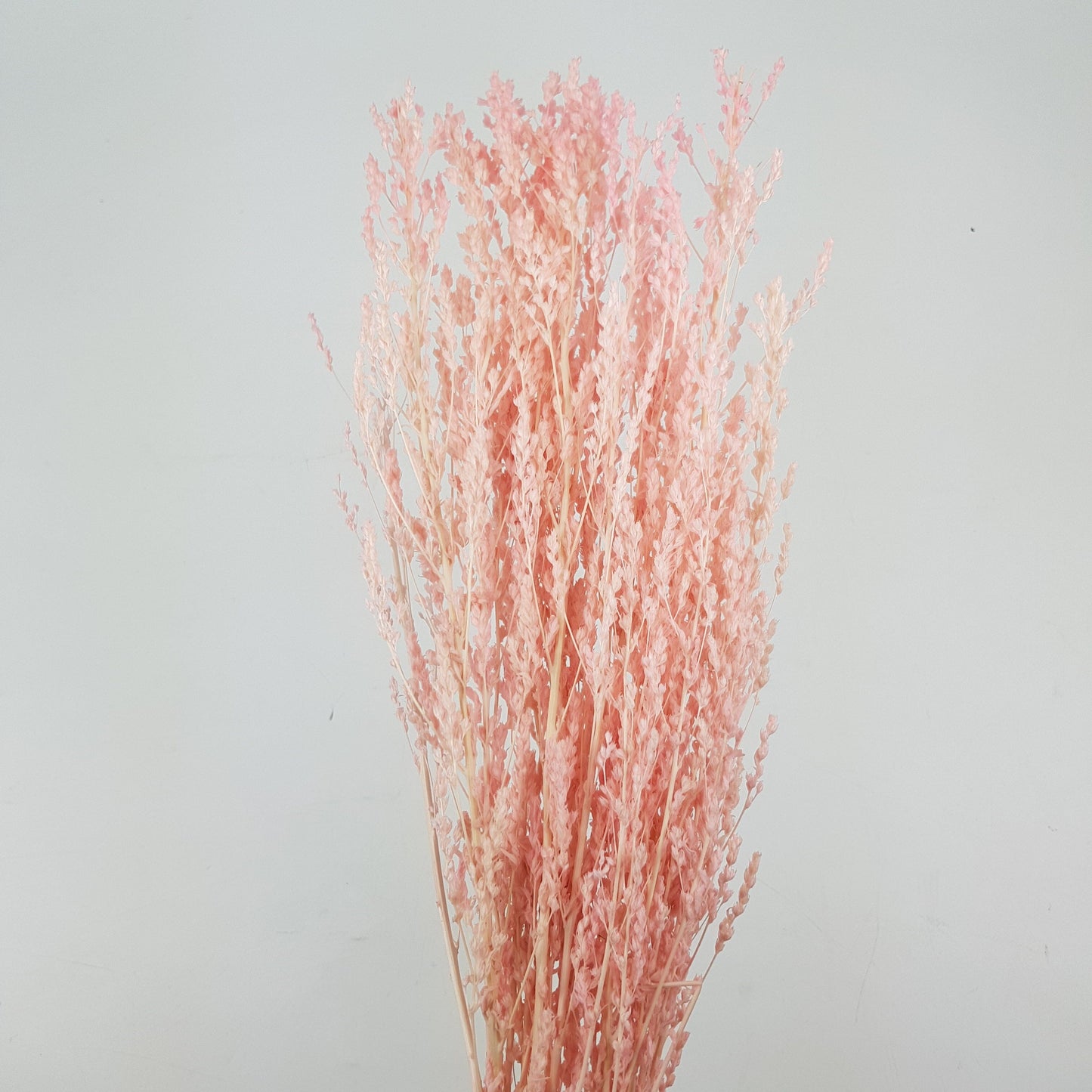 Preserved Star Grass - Light Pink