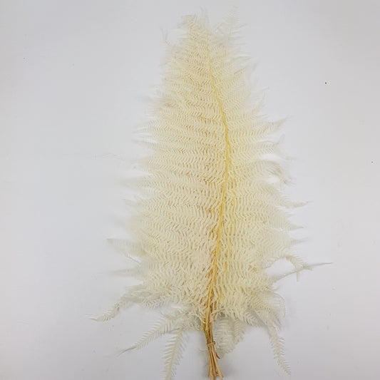 Preserved Soft Fern - Cream