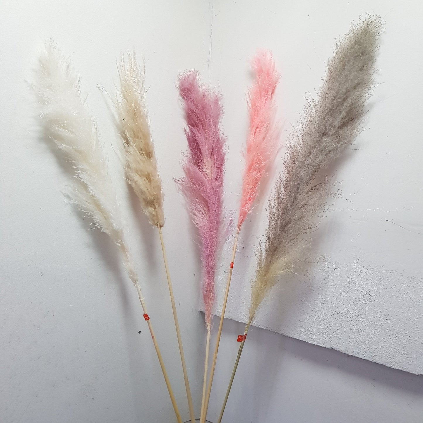 Preserved Big Tail Reed / Pampas (1 pcs)