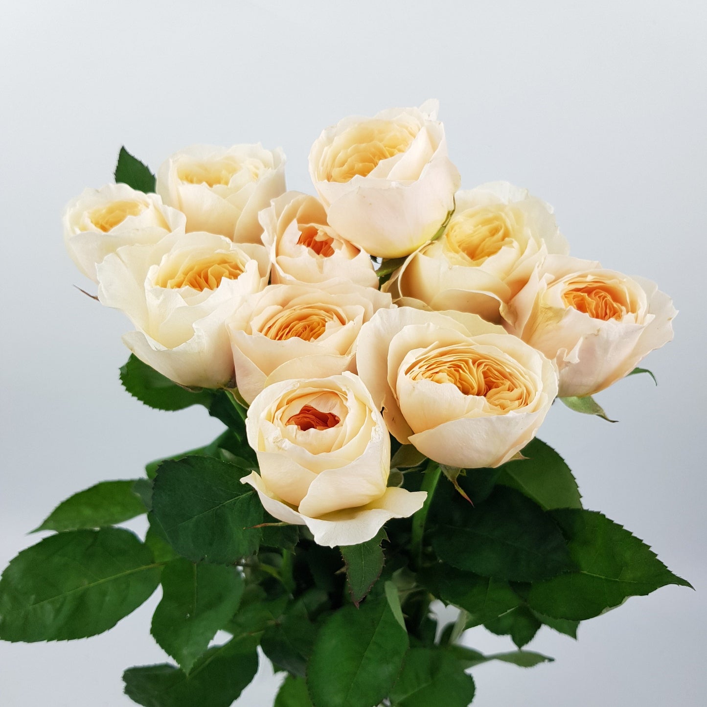 Rose - Juliet Pink (10 Stems)