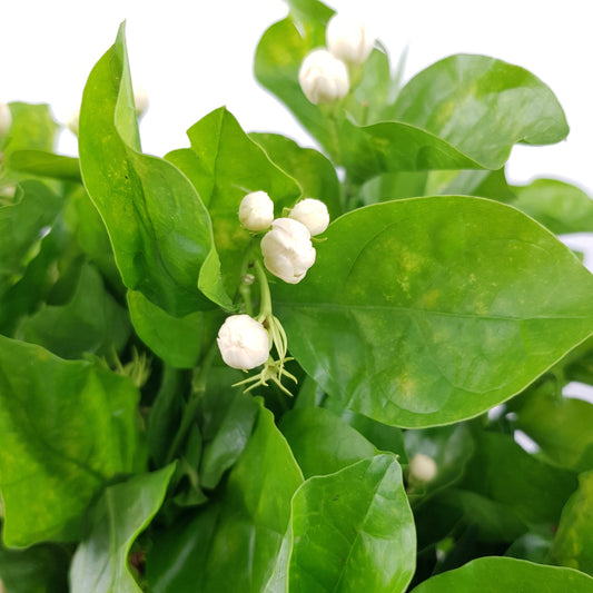 Jasmine Flowers