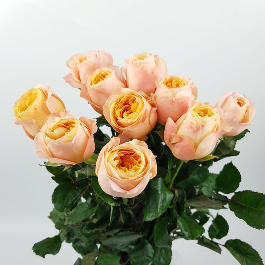 Rose - Dummen Orange