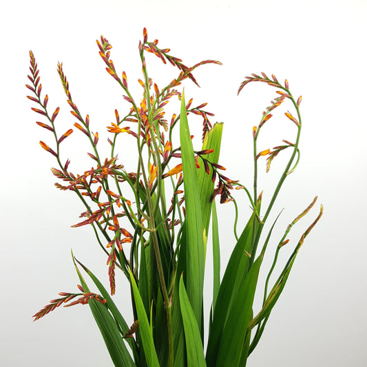 Renanthera (Imported) - Orange