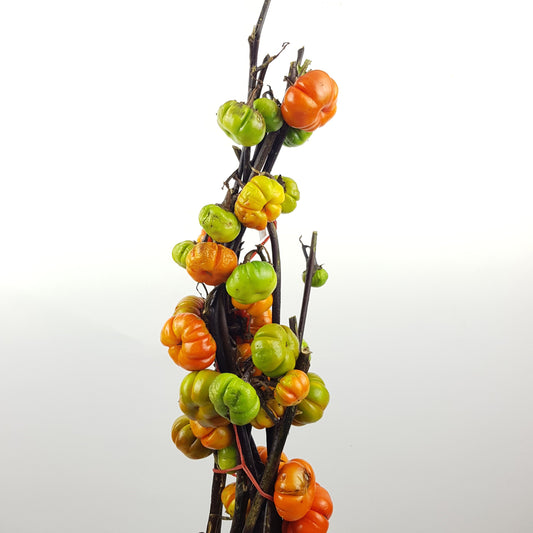 Little Pumpkin (90 - 100 cm)