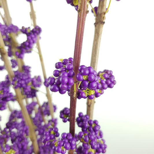 Callicarpa Bodinieri - Purple