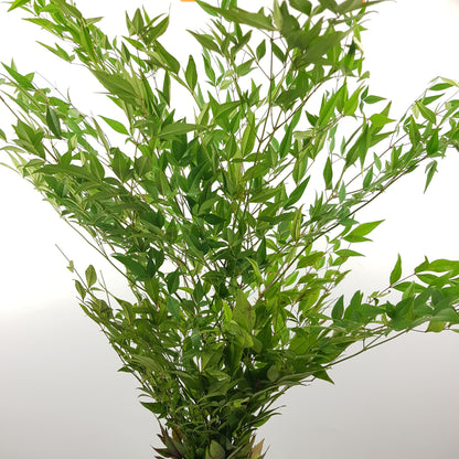 Nandina Domestica - Green