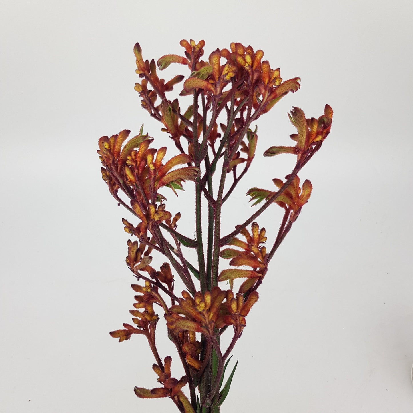 Kangaroo Paws/Anigozanthos  - Orange