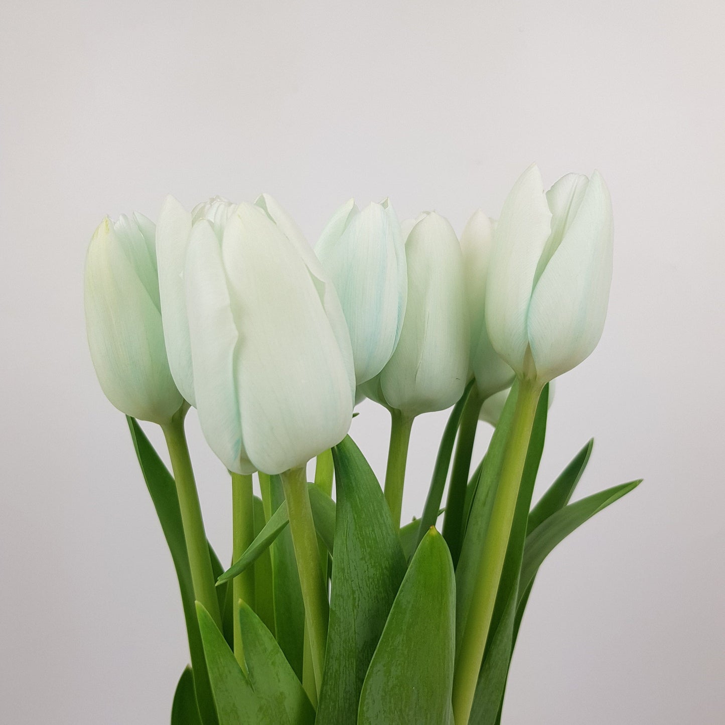 Tulip - Light Blue